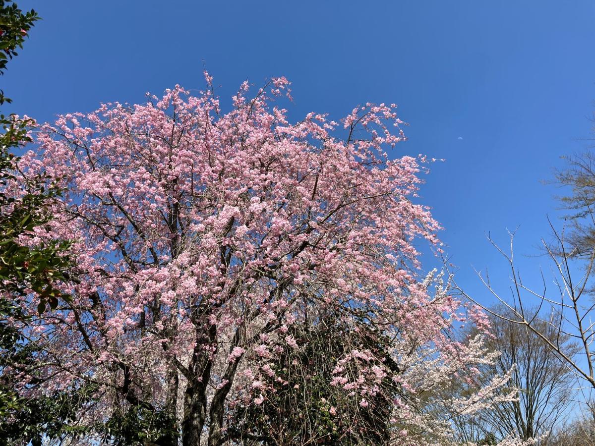 お宿でん吉 Minamiaso Dış mekan fotoğraf